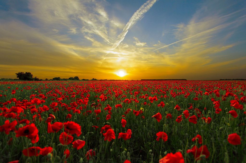 Poppy Field - Remembrance Day