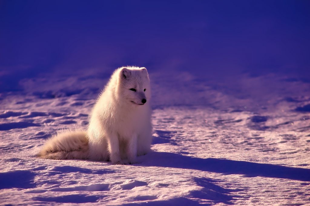 Arctic Snow Fox - Epson's Environmental Campaign to save the Arctic Tundra