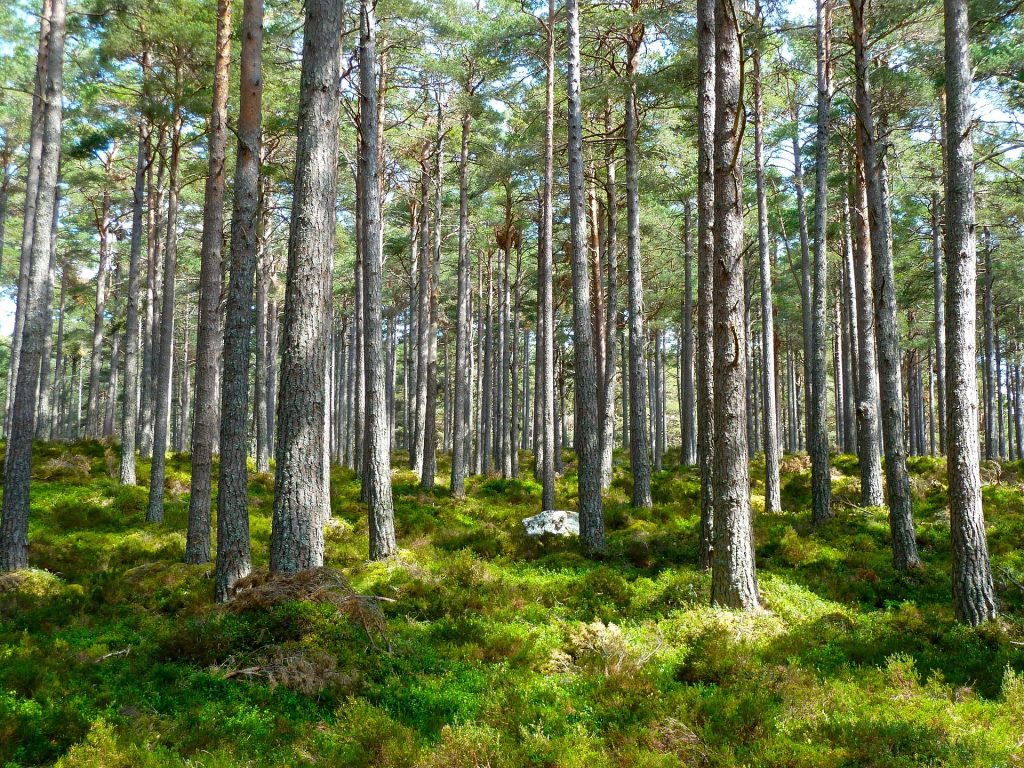 Konica Minolta contributes to reforestation