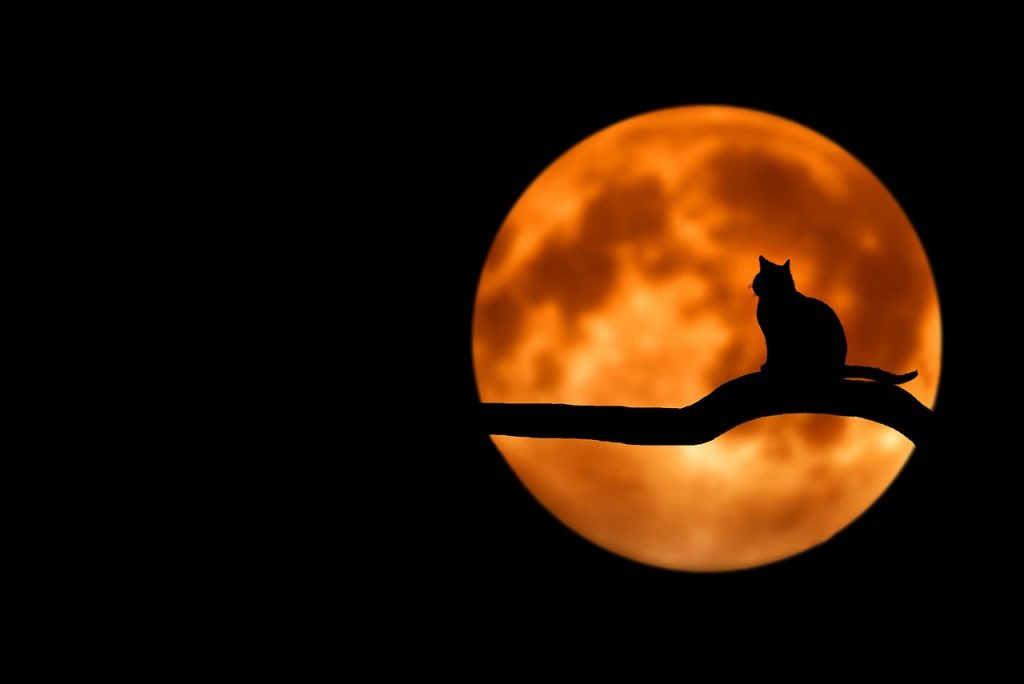 A black silhouette of a cat sitting on a tree branch in the glimmer of an orange moon.